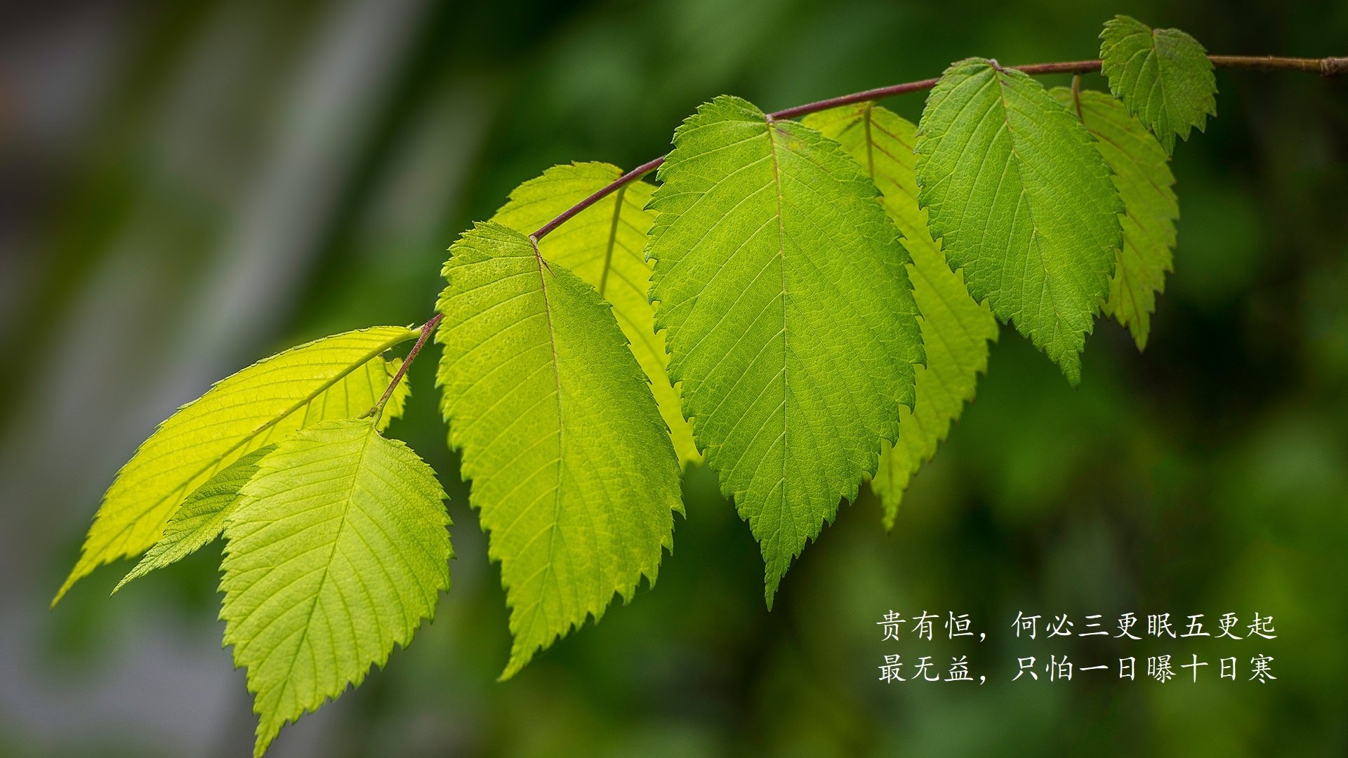 MMA的“血流满面：裁判暂停清理视线的瞬间
